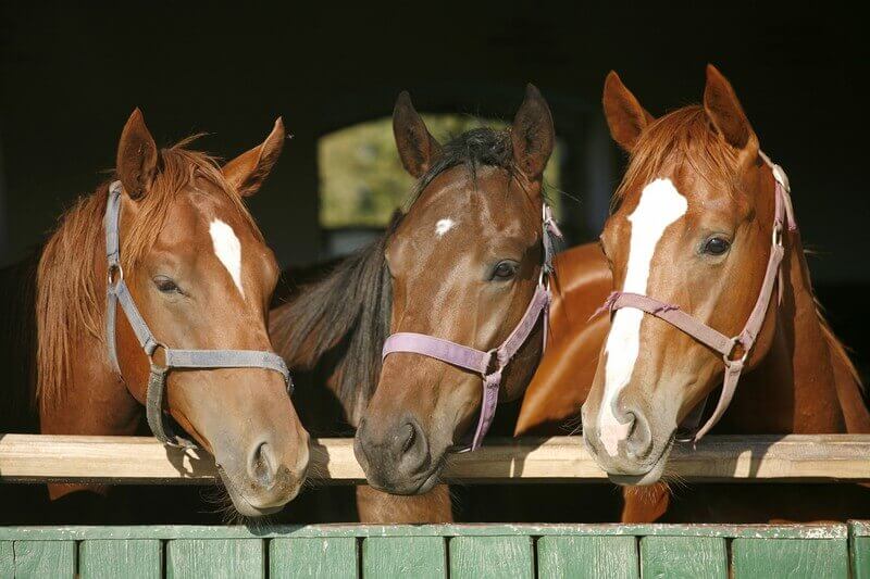 decor image on Ocala Equine Hospital